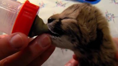 Cheetah cub being fed milk from a babies bottle