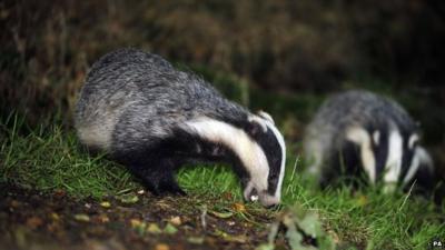 Badgers - file image
