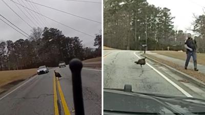 Splitscreen. Left, a turkey blocks the road. Right, a turkey chases a police officer.