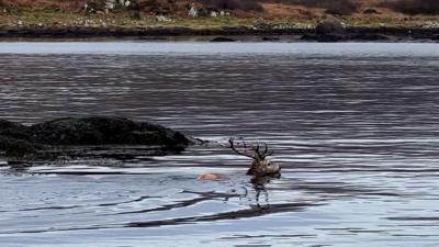 Stag swimming