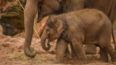 Elephants at Chester Zoo