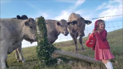 cows