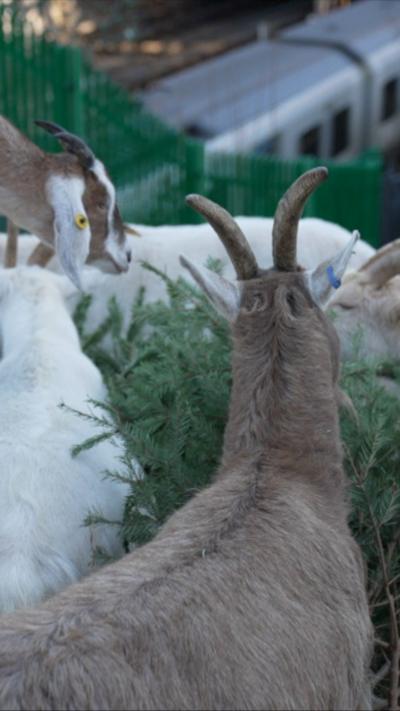 A group of goats forages on greenery, with a brown goat in focus showing its horns, while a train passes in the background.