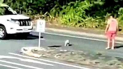 Koala crossing Gold Coast Highway