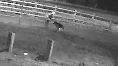 man standing over a dog on street in black and white image from CCTV