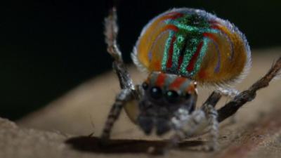 Peacock spider