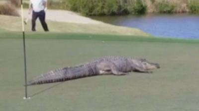 Alligator on golf course