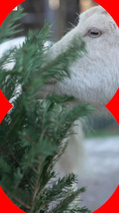 A goat eating a Christmas tree