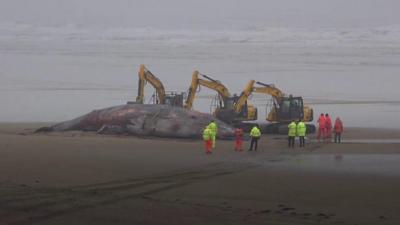 Whale carcass on Bridlington's South Beach