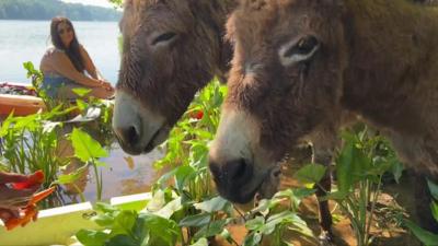 Donkeys eating treats from kayakers