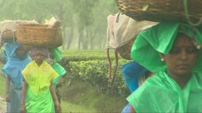 Workers on a tea estate