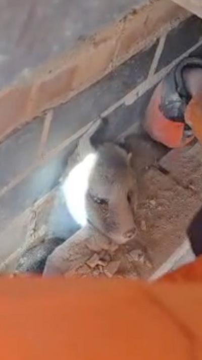 Fox cub stuck in small gap between two brick walls
