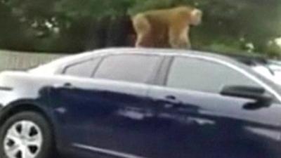 Mobile phone footage of monkey on police vehicle