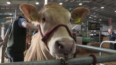 Balmoral show