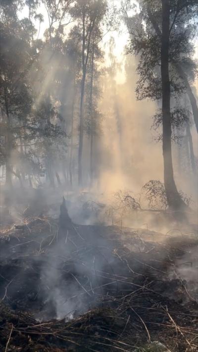 A smoking peatland in a woods