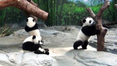 Panda triplets