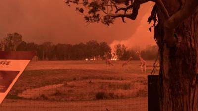 Giraffes with bushfire in the background