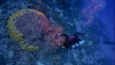 A diver inspects coral.