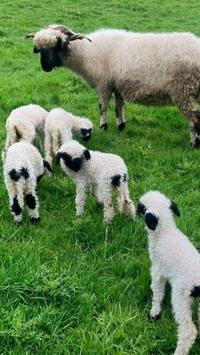 A sheep and five baby lambs