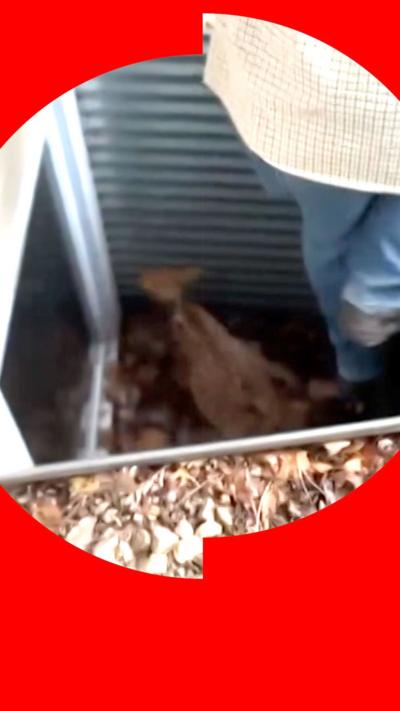 Baby deer in window well