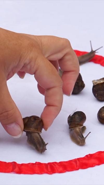 A close-up of a person's hand, pinching a snail's shell. There are other snails on a white cloth.