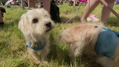 Dogs at DogFest