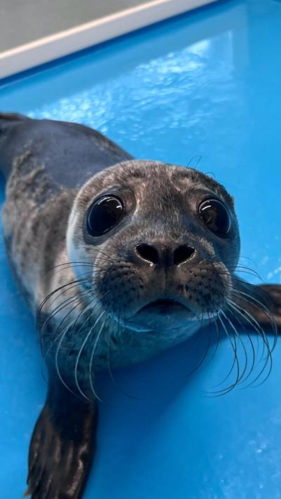 A harbour seal pup - which is a dark grey colour with large black eyes and whiskers - looks up at the camera. It is lying on a light blue surface.