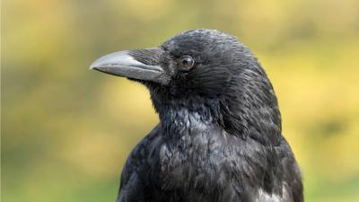 A profile of a crow