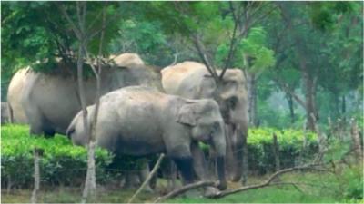 Elephants in tea gardens in Assam