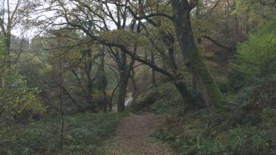 The rainforest is in a sheltered gorge protected from frost and wind