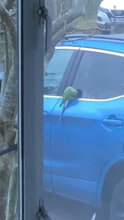 A green parakeet on a blue car