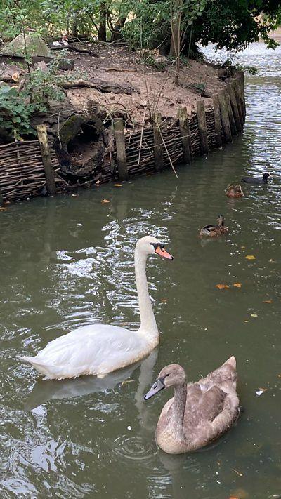 A swan and a goose on a body of water near an island.