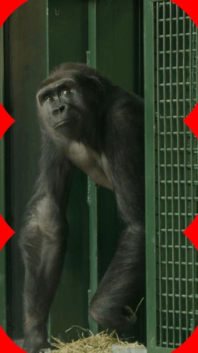 The gorilla troop moved to the new African forest habitat, which will open on April 1.