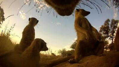 Meerkats