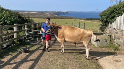 A boy in glasses, a blue polo neck and shorts holding a dairy cow by a rope