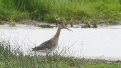 Black-tailed godwit