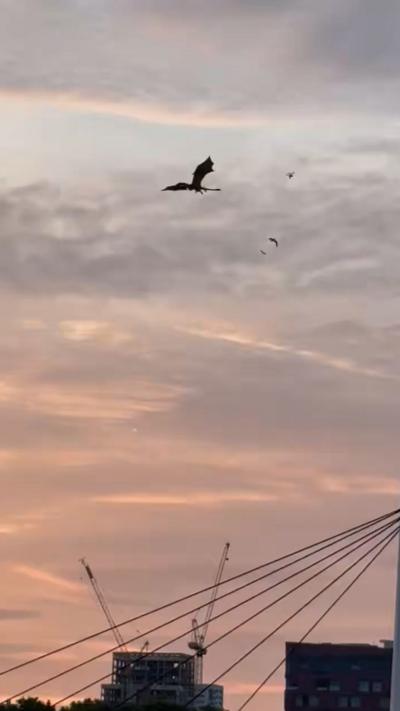 Dragon flies over Glasgow at sunrise
