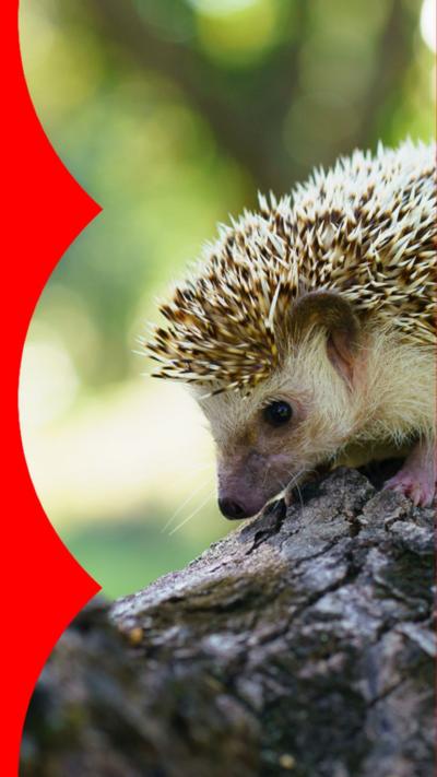 
A hedgehog is walking on grass. 