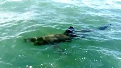 Basking sharks prefer Britain's western waters and are not usually found in the North Sea.