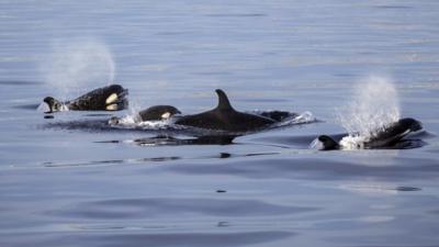 A pod of orcas