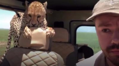 Cheetah in vehicle