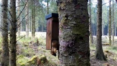 Pine marten