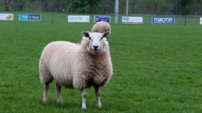 A sheep on the rugby pitch