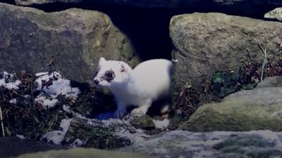 Stoat