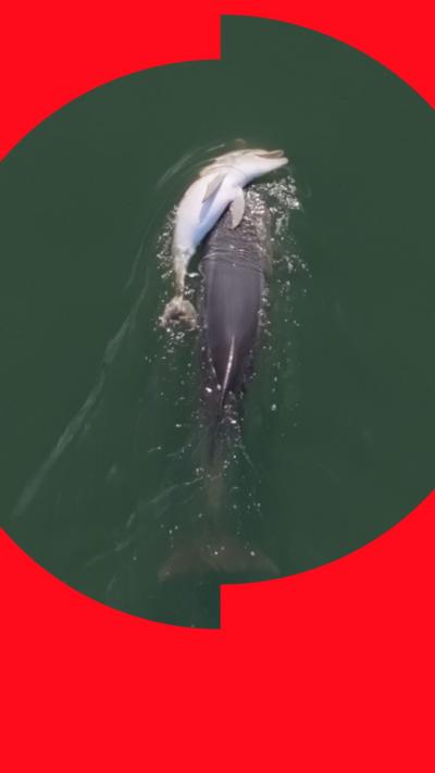 Aerial view of a dolphin carrying another dolphin at the water’s surface.