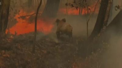 A koala bear in Australia's wildfires