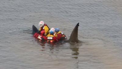 Shark off the Yorkshire Coast