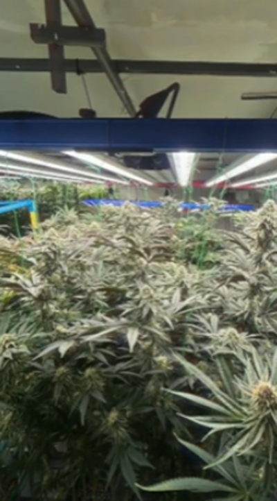Image of cannabis plants
