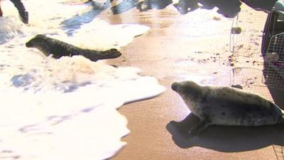 seal twins released into the sea