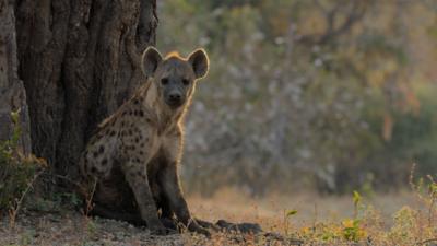 A hyena sits alongside a tree
